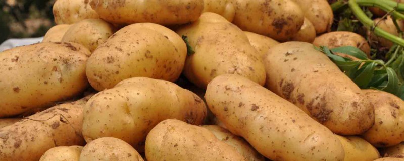 马铃薯在储藏过程出现黑心原因，块茎内部缺氧所引起