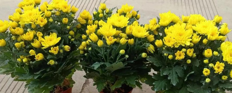 菊花修剪后还会再开花吗，修剪之后是不可再开花