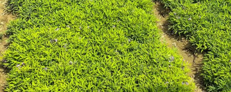 元胡的种植技术，种植前施足基肥