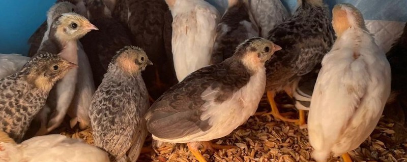 如何孵化芦丁鸡,可以抱窝孵蛋、水床孵化、机器孵化