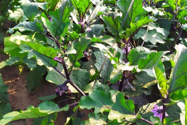 茄子开花到成熟所需时间,经过30天左右就能成熟采收