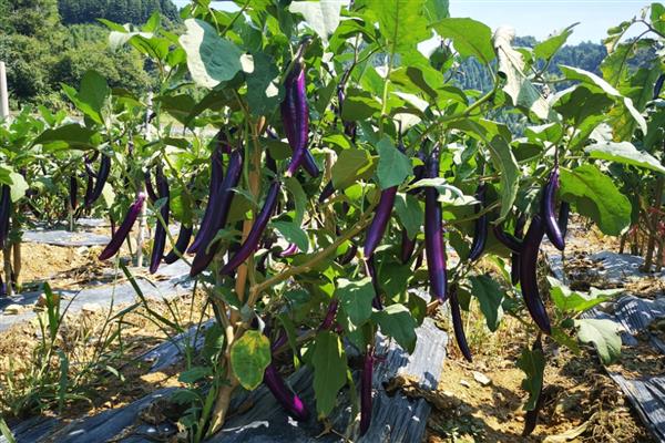 茄子开花到成熟所需时间,经过30天左右就能成熟采收