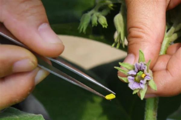 茄子开花到成熟所需时间,经过30天左右就能成熟采收