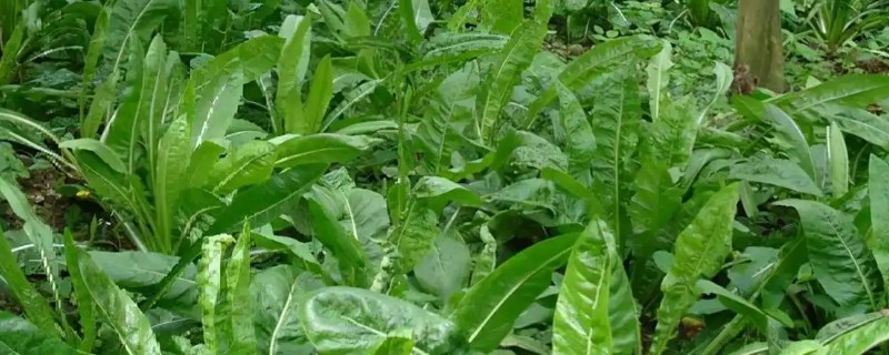 什么牧草是多年生且耐寒高产，常见鲁梅克斯、扁蓿豆等品种