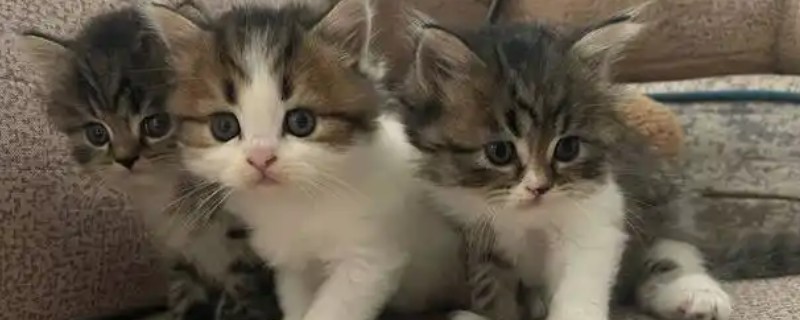猫咪发烧的症状，尾巴和耳朵的尖端会比较热