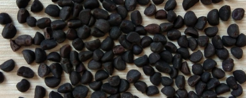 牵牛花种子有没有休眠期,夏季高温时进入休眠期