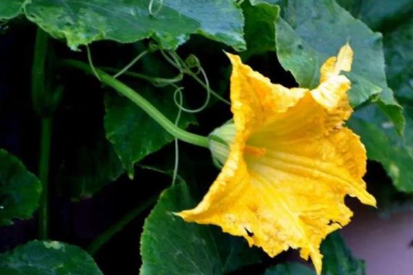 南瓜花是不是两性花，南瓜花不是两性花