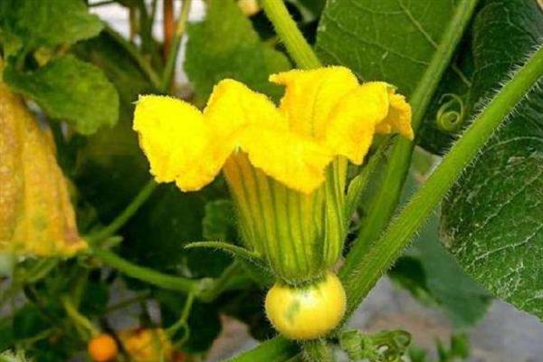 南瓜花是不是两性花，南瓜花不是两性花