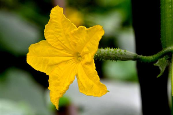 南瓜花是不是两性花，南瓜花不是两性花