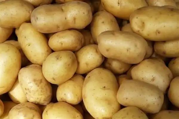 马铃薯在储藏过程出现黑心原因，块茎内部缺氧所引起
