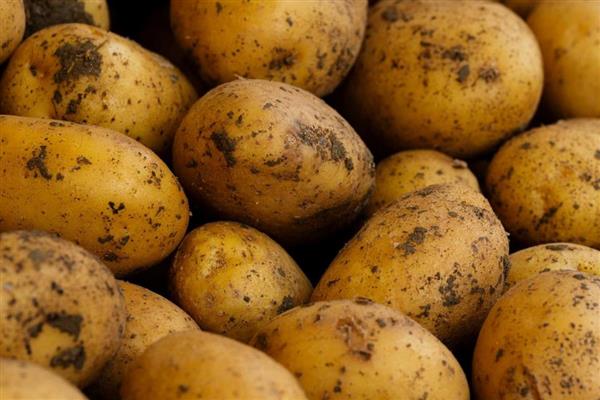 马铃薯在储藏过程出现黑心原因，块茎内部缺氧所引起