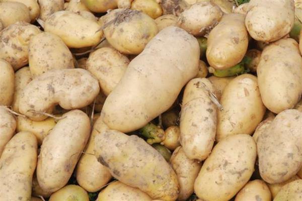 马铃薯在储藏过程出现黑心原因，块茎内部缺氧所引起