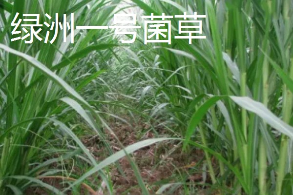 什么牧草是多年生且耐寒高产,常见鲁梅克斯、扁蓿豆等品种