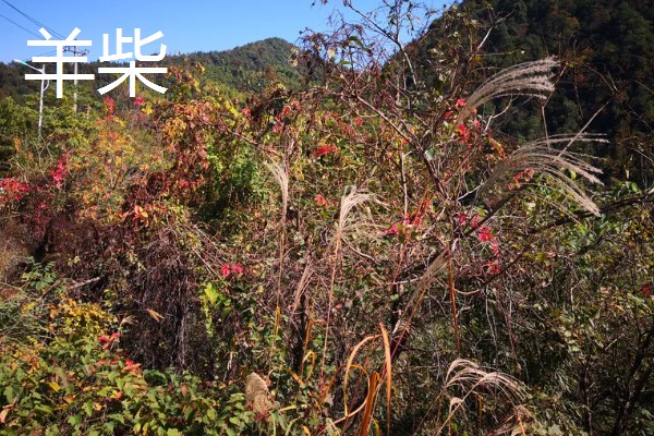 什么牧草是多年生且耐寒高产,常见鲁梅克斯、扁蓿豆等品种