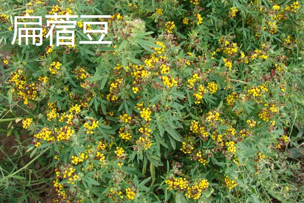 什么牧草是多年生且耐寒高产,常见鲁梅克斯、扁蓿豆等品种