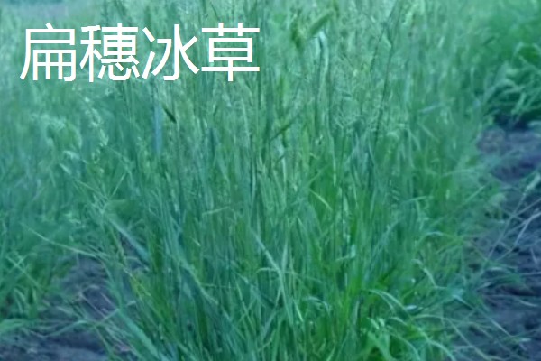 什么牧草是多年生且耐寒高产,常见鲁梅克斯、扁蓿豆等品种