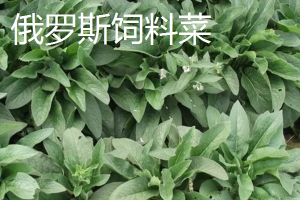 什么牧草是多年生且耐寒高产,常见鲁梅克斯、扁蓿豆等品种