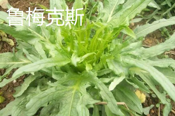 什么牧草是多年生且耐寒高产,常见鲁梅克斯、扁蓿豆等品种