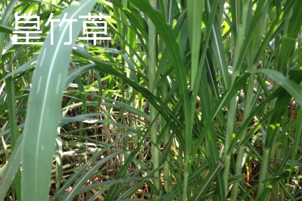 什么牧草是多年生且耐寒高产,常见鲁梅克斯、扁蓿豆等品种