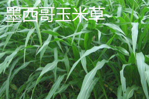 什么牧草是多年生且耐寒高产,常见鲁梅克斯、扁蓿豆等品种