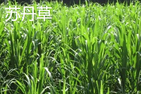 什么牧草是多年生且耐寒高产,常见鲁梅克斯、扁蓿豆等品种