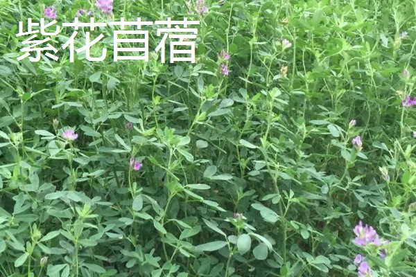 什么牧草是多年生且耐寒高产,常见鲁梅克斯、扁蓿豆等品种