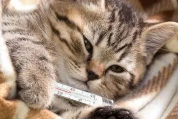 猫咪发烧的症状，尾巴和耳朵的尖端会比较热