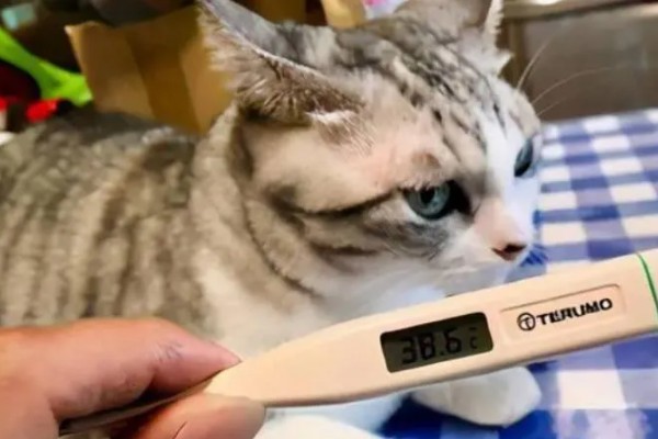 猫咪发烧的症状，尾巴和耳朵的尖端会比较热