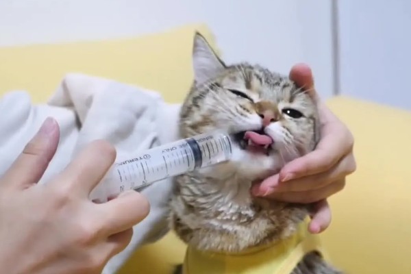 猫咪发烧的症状，尾巴和耳朵的尖端会比较热