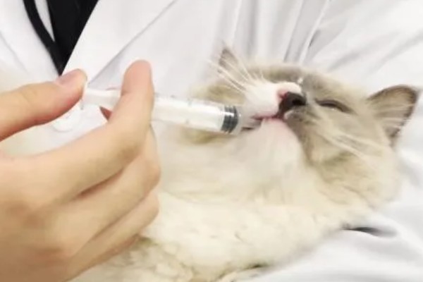 猫咪发烧的症状，尾巴和耳朵的尖端会比较热