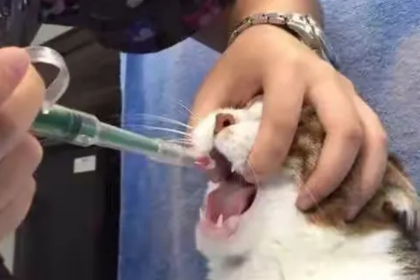 猫咪发烧的症状，尾巴和耳朵的尖端会比较热