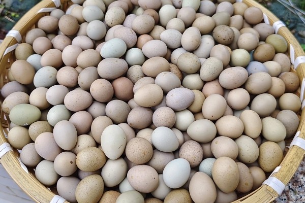 如何孵化芦丁鸡，可以抱窝孵蛋、水床孵化、机器孵化