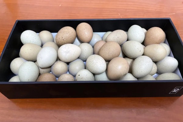 如何孵化芦丁鸡，可以抱窝孵蛋、水床孵化、机器孵化