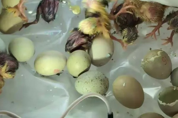 如何孵化芦丁鸡，可以抱窝孵蛋、水床孵化、机器孵化