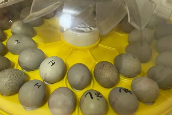 如何孵化芦丁鸡，可以抱窝孵蛋、水床孵化、机器孵化