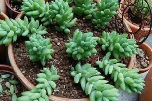翡翠景天多肉如何叶插,需选择生长健壮的植株