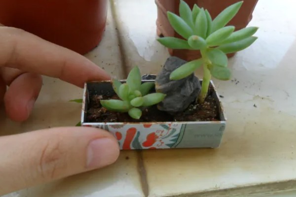 翡翠景天多肉如何叶插,需选择生长健壮的植株