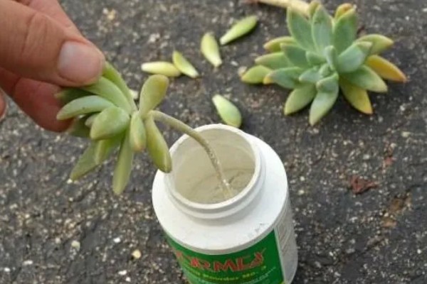 翡翠景天多肉如何叶插,需选择生长健壮的植株