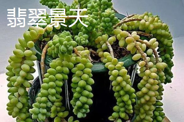 翡翠景天多肉如何叶插,需选择生长健壮的植株