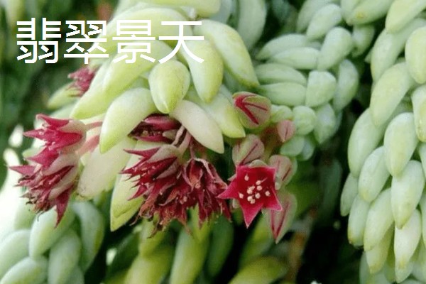 翡翠景天多肉如何叶插,需选择生长健壮的植株
