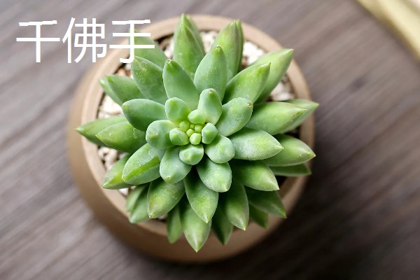 翡翠景天多肉如何叶插,需选择生长健壮的植株