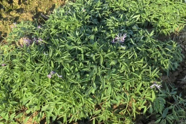 元胡的种植技术，种植前施足基肥