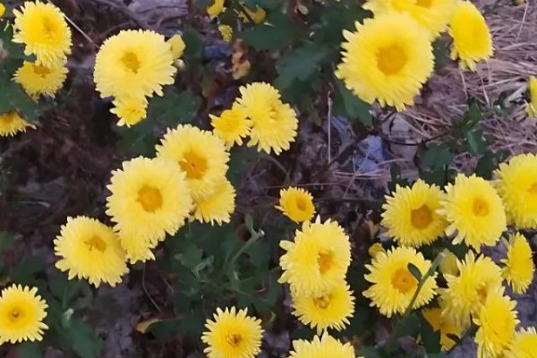 菊花修剪后还会再开花吗，修剪之后是不可再开花