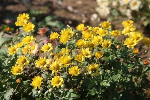 菊花修剪后还会再开花吗，修剪之后是不可再开花