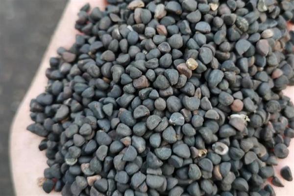 牵牛花种子有没有休眠期，夏季高温时进入休眠期