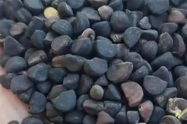 牵牛花种子有没有休眠期，夏季高温时进入休眠期