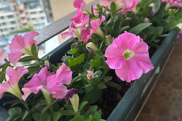 牵牛花种子有没有休眠期，夏季高温时进入休眠期