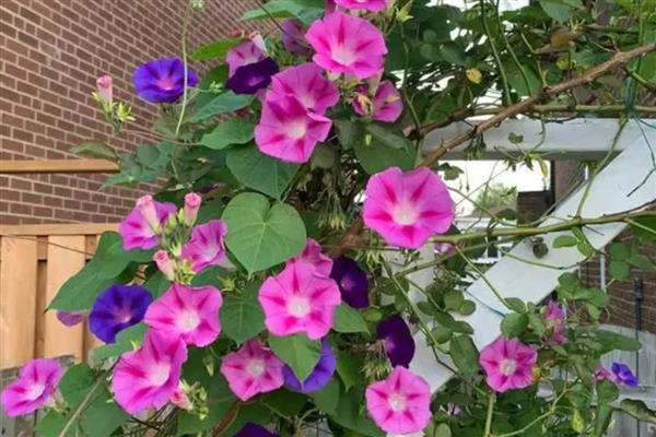 牵牛花种子有没有休眠期，夏季高温时进入休眠期