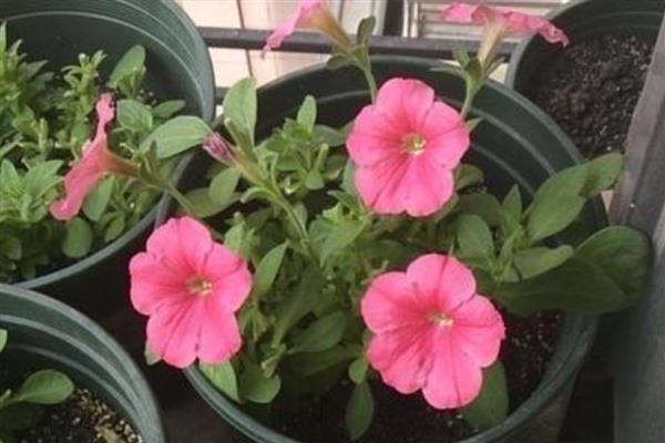 牵牛花种子有没有休眠期，夏季高温时进入休眠期