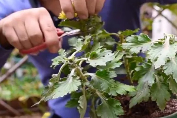 菊花修剪后还会再开花吗，修剪之后是不可再开花